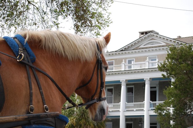 #1 Historical Horse Drawn Carriage Tour - Guide and Horse Interaction