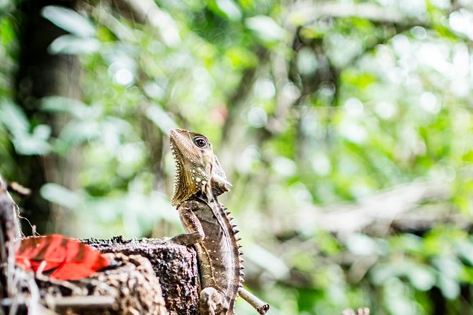 1-Hour Daintree River Wildlife Cruise - Customer Experience and Feedback