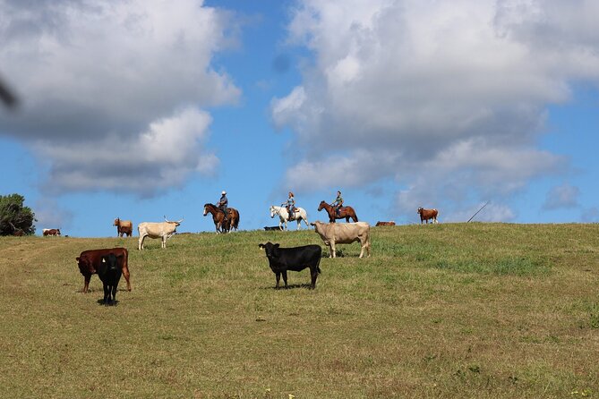 1 Hour Scenic Horseback Ride - Important Safety Guidelines