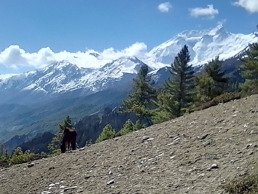 12 Day Annapurna Circuit Trek From Pokhara or Kathmandu - Detailed Itinerary of the Trek