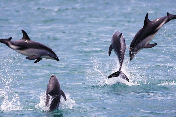 2 Day Kaikoura Whale and Dolphin Tour From Christchurch - Transportation Information