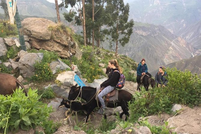 2 Day Trek Including Transfer to Puno / Colca Canyon - Transfer Details to Puno