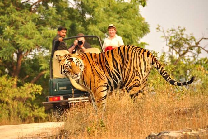 2-Days Private Ranthambhore Tiger Tour From Jaipur - Wildlife to Expect