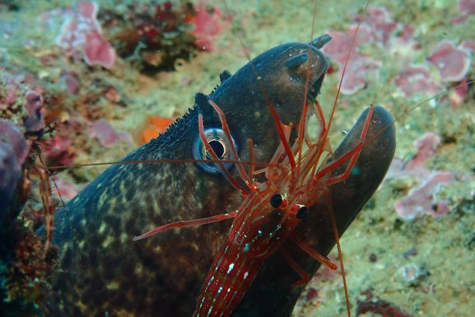 2 Dives Trip - Dive Into Archaeological Treasures