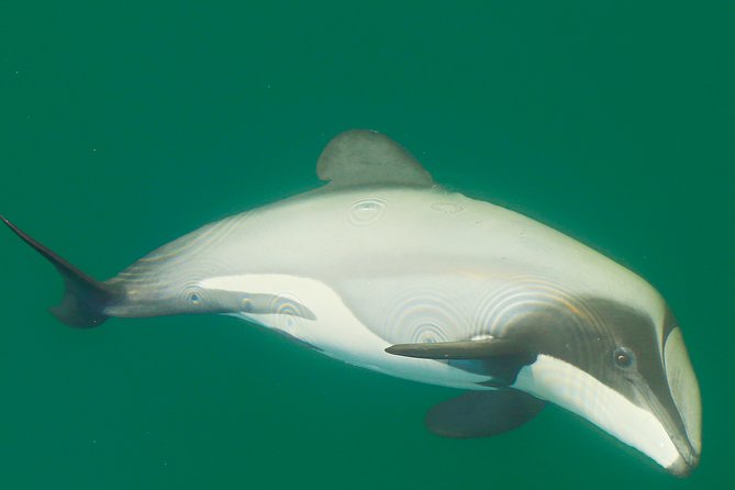 2 Hour Dolphin Viewing Eco-Tour From Picton - Scenic Highlights