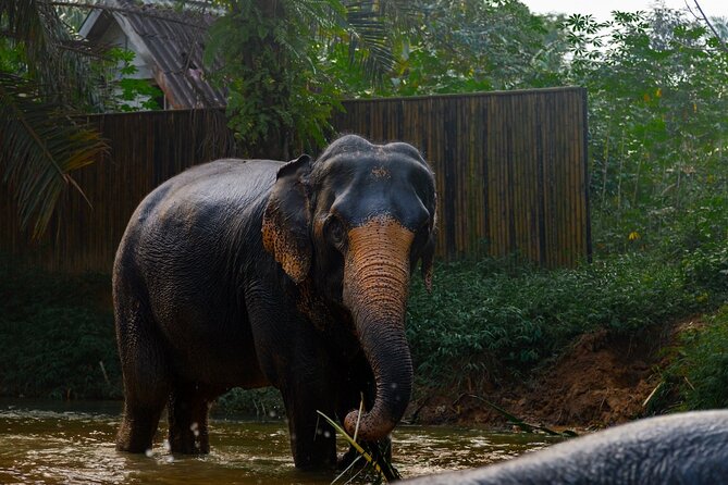 2-Hour Guided Eco-Tour & Transfer to Khaolak Elephant Sanctuary - Elephant Behavior and Interaction