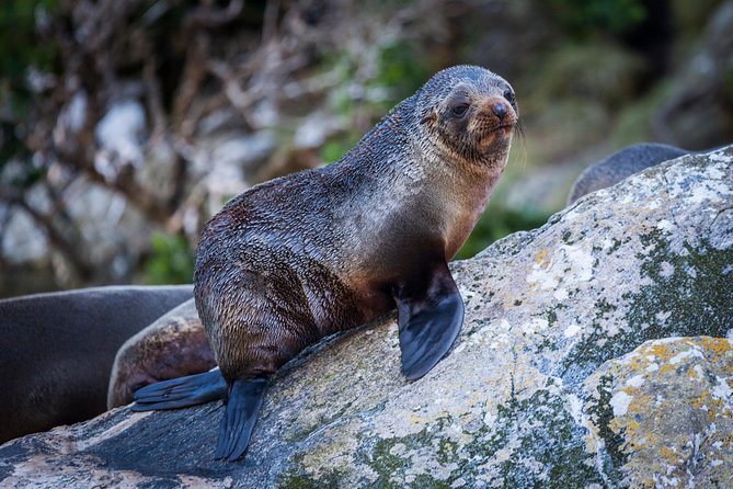 2-Hour Milford Sound Scenic Cruise - Wildlife Viewing Opportunities