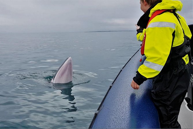2-Hour RIB Boat Whale Watching Tour From Reykjavik - Meeting Point and Logistics