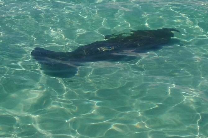 2 Hours Swim With the Dolphins in Panama City - Wildlife Encounter Highlights
