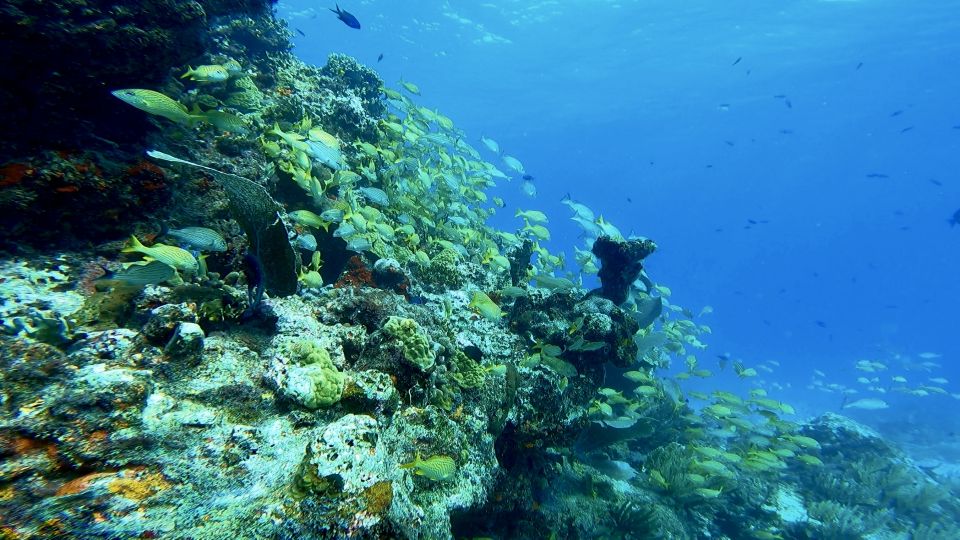 2 Ocean Dives: MUSA Underwater Museum and Mnachones Reef - Exclusions