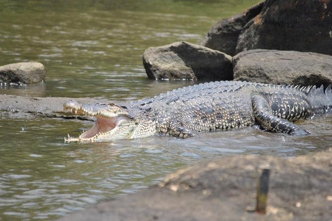 2h Bentota River Safari: Crocodiles, Monkeys, Mangrove & More - Boat Safari Experience
