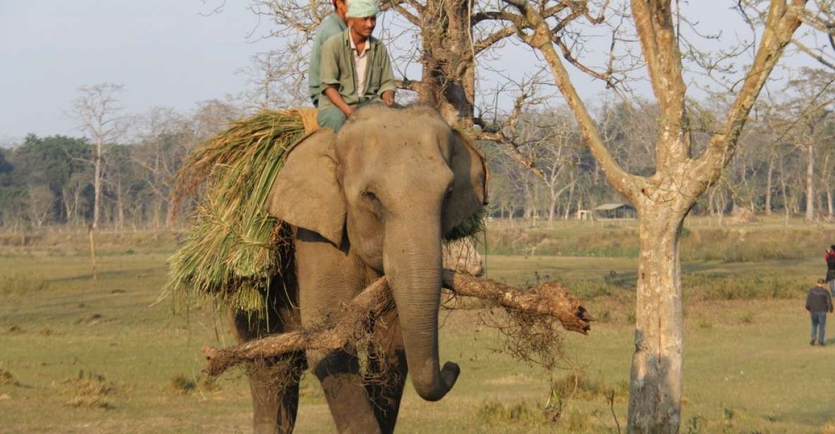 3 Day Nepal Chitwan Jungle Safari Tour From Kathmandu - Chitwan National Park Highlights