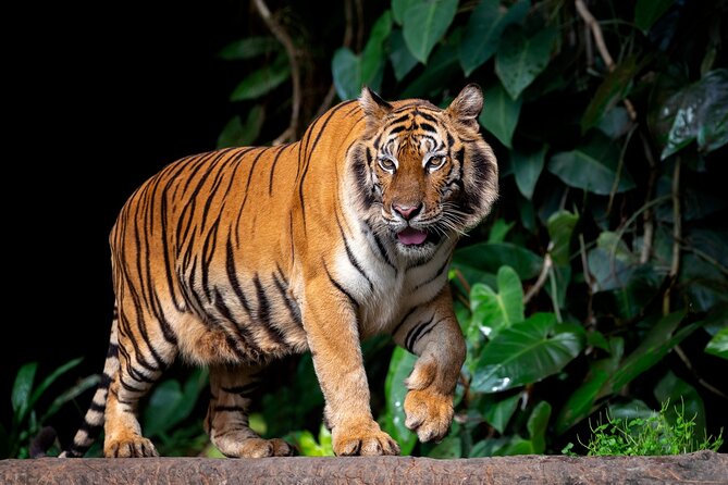 3-Hour Private Safari in Ranthambore Tiger Reserve - Tips for a Great Safari Experience