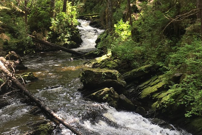 3 Hour Rainforest Walk & Totem Park Wild Wolf Tours - Tour Experience