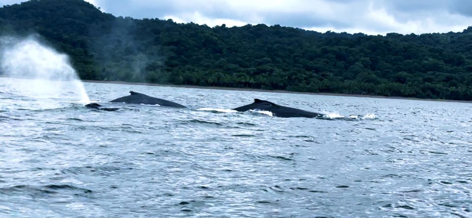 4 Days Adventure; Medellin to Nuqui- Whales!!! - Whale Watching Experience