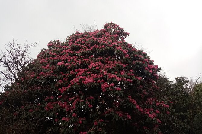4 Days Amazing Trekking From Pokhara-Ghorepani Poon Hill - Whats Included in the Tour
