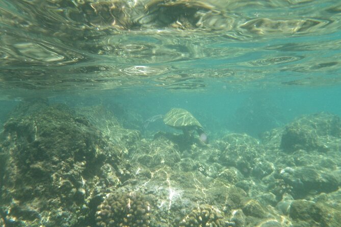 4-hour Kailua-Kona Ocean Kayak and Snorkel Tour - Safety Guidelines