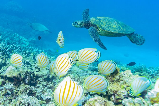 4-HR Molokini Crater + Turtle Town Snorkeling Experience - Health and Safety