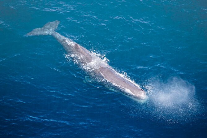 45 Minutes Whale Watching Ocean Safari Helicopter Tour Kaikoura - Booking Details