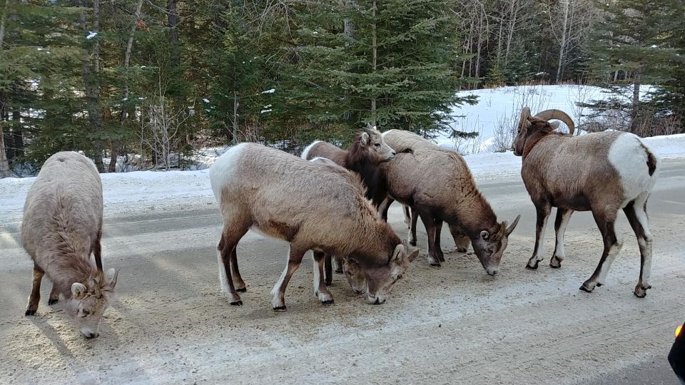 6 Day Canadian Rockies Explorer Private Tour - Discovering Banff