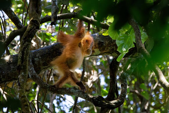 6 Days Bukit Lawang - Berastagi Tour (2D1N Jungle Treking + Sunrise Hiking) - Meals Included