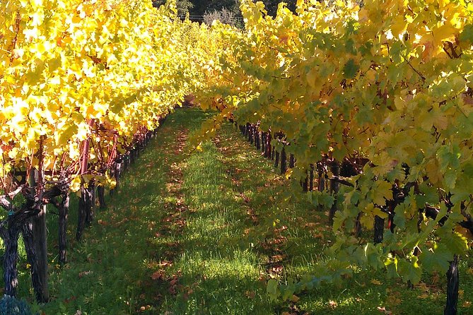 6 Hour Napa or Sonoma Valley Wine Tour by Private SUV - Pickup and Transportation Details