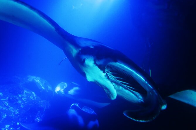 6 Passenger Maximum Manta Ray Night Snorkel in Kailua-Kona, HI - Manta Ray Sighting Policy