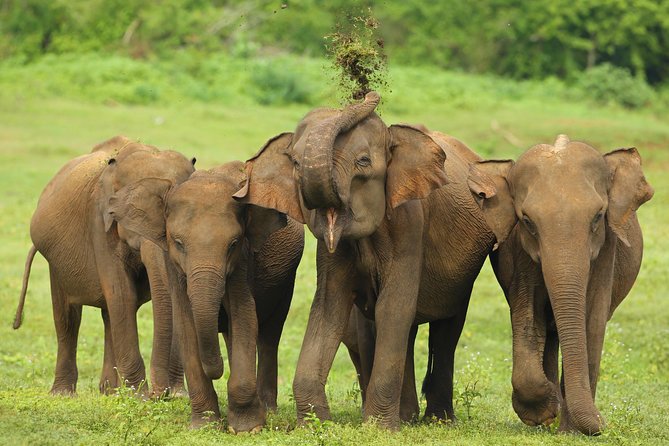 8 Day Private Tour Sri Lanka With Wildlife & Outdoor Experiences From Colombo - Outdoor Adventures