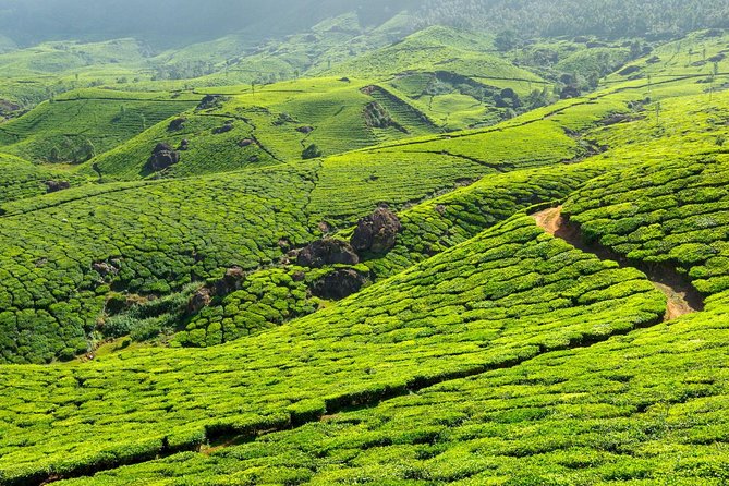 8 Days Kerala Private Tour (3 Star) With Munnar, Houseboat & Cab- Iris Holidays - Munnar and Periyar Wildlife Sanctuary