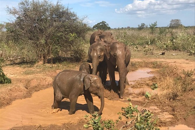 8 Days Sri Lanka Round Tours With Privet Driver, Vehicle and H/B Accommodations - Exclusions
