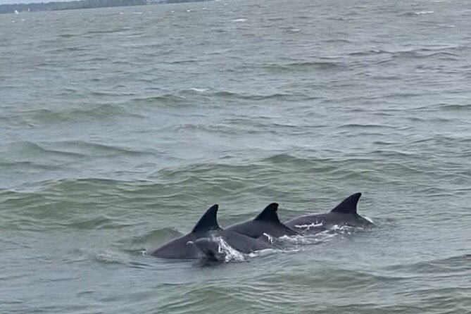 90-Minute Private Dolphin Tour in Hilton Head Island - Customer Reviews and Feedback