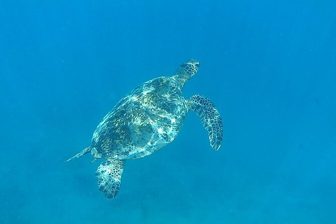 9am Turtle Canyon Snorkel Adventure - Participation Guidelines