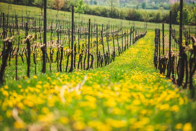 A Delightful Wine Tasting in the Scenic Countryside With Lunch - Winery Lunch and Dining Experience
