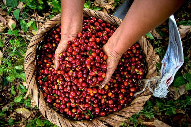 A Taste of Aquiares - 2 Hours Coffee Tour - Whats Included in the Tour