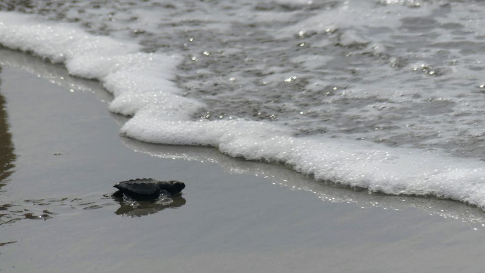 Acapulco: Baby Sea Turtle Release Experience With Pickup - Certified Professionals Guidance