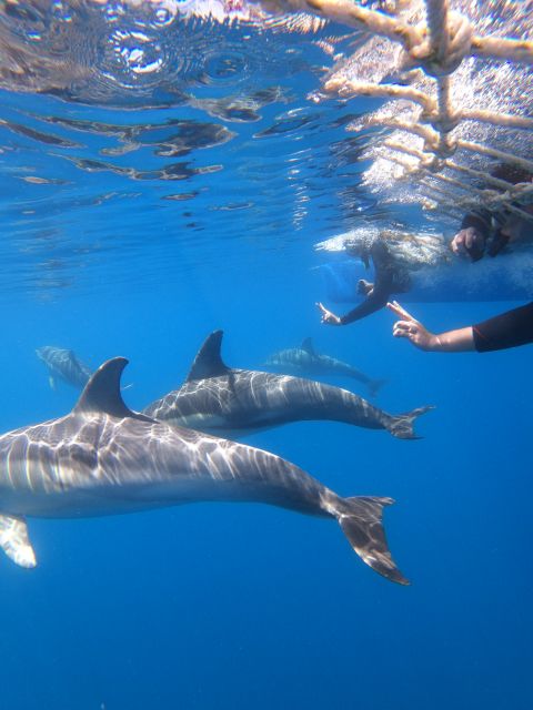 Adelaide: 3.5-Hour Swimming With Dolphins Experience - Meeting Point