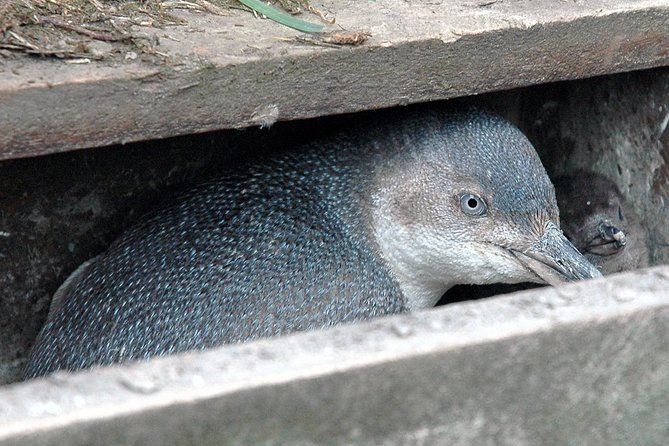 Akaroa and Banks Peninsula Wild Penguins Tour - Itinerary and Schedule