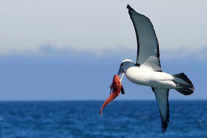 Akaroa Wildlife Cruise - Wildlife and Scenery Highlights