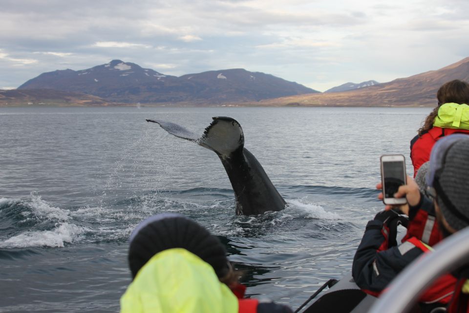 Akureyri: 2–Hour Whale Watching Express by RIB Speedboat - Tour Inclusions