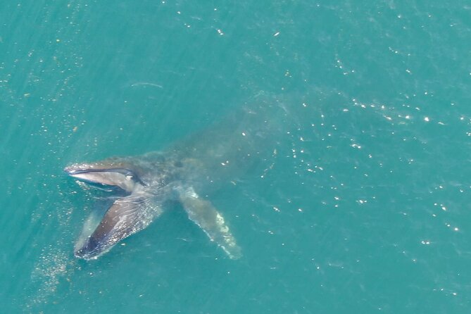 Alaska Whale Watching With Bonus Drone Viewing of Whales - Unique Drone Footage