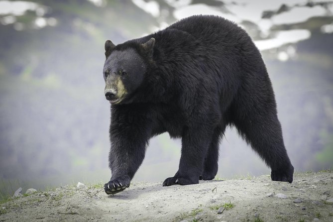 Alaska Wildlife Tour - Tour Logistics and Details