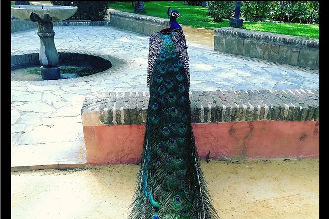 Alcazar and Cathedral of Seville Private Tour - Private Guide Experience