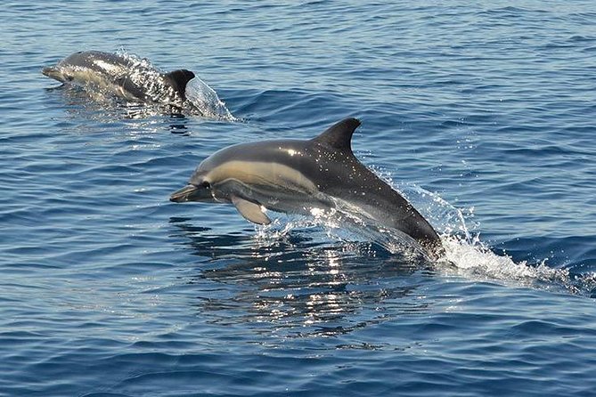 Algarve Jeep Safari and Boat Tour - Full Day Mountains & Dolphins - Pickup and Meeting Locations