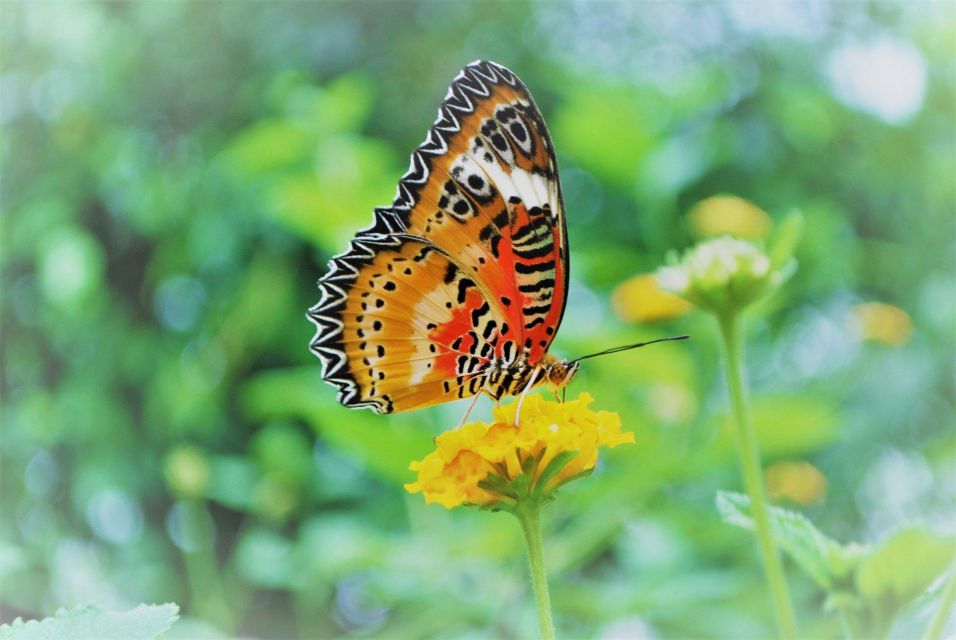Alghero: Visit at the Butterfly House - Language and Accessibility Options