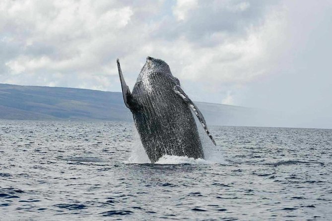 Alii VIP Whale Tour - Pricing and Booking Information