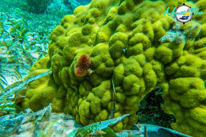 All Inclusive Snorkeling at Hol Chan - Inclusions and Amenities