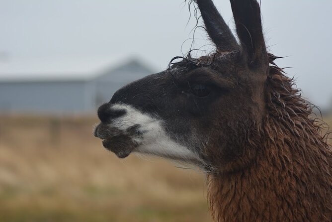 Alpaca and Llama Farm Tour - Guest Reviews and Feedback