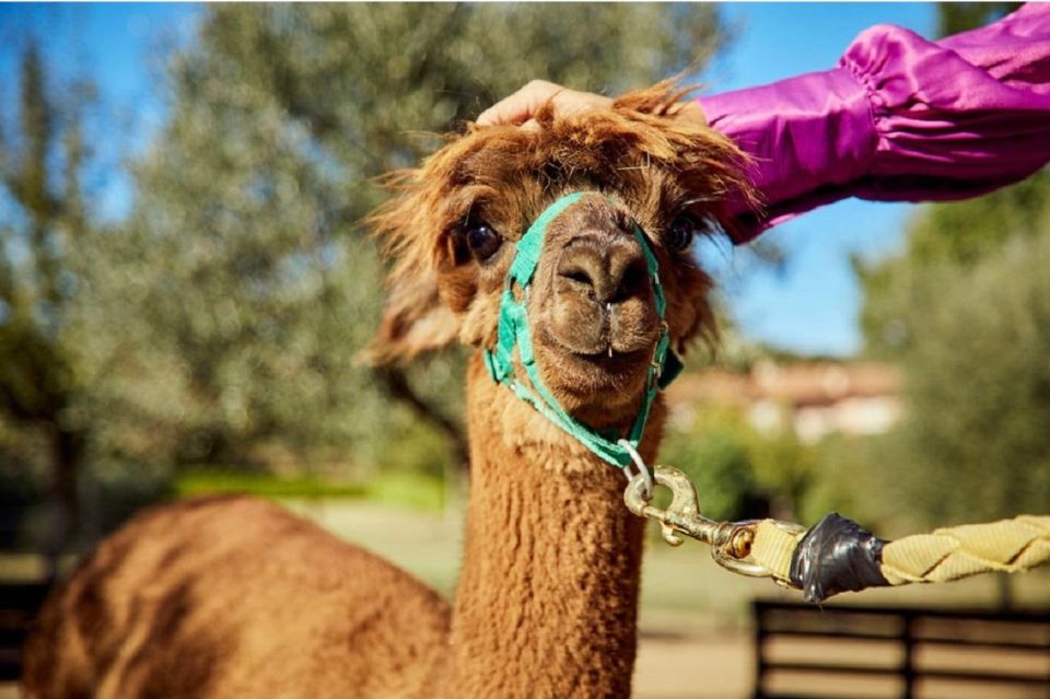 Alpaca Trek in Valdichiana Senese - Booking Process