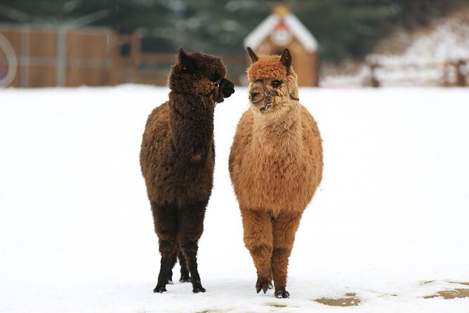 Alpaca World and Nami Island With Gangchon Rail Bike Tour - Inclusions of the Tour