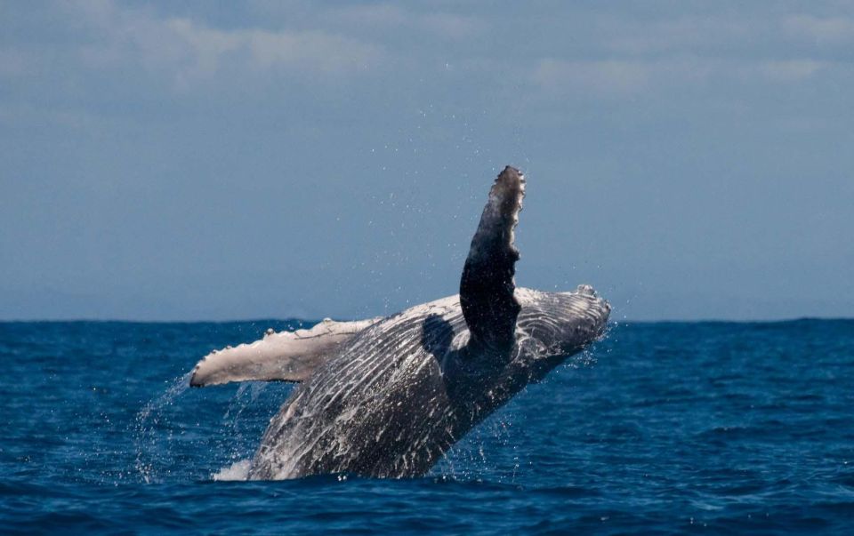 Alta: Alta Fjord Whale Watching Tour - Inclusions and Amenities